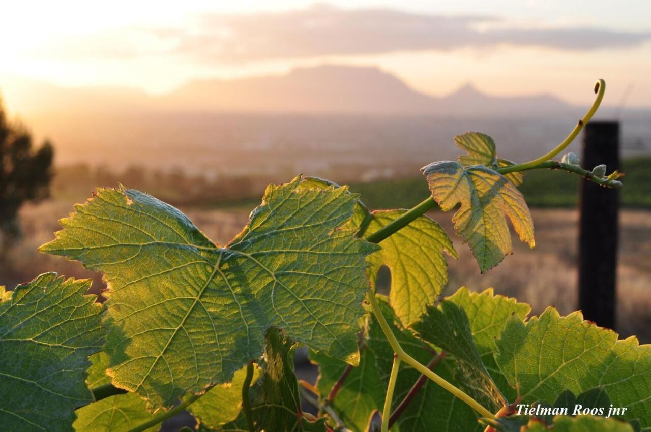 Mooiplaas Wine Estate Apartment Stellenbosch Exterior photo